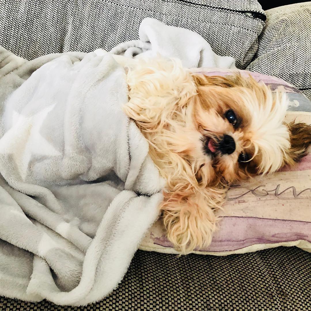 Der beste Hund ❤️Romina❤️#schitzu #schitzulove #schitzulovers #dog #doglover #altesmädchen #12yearso