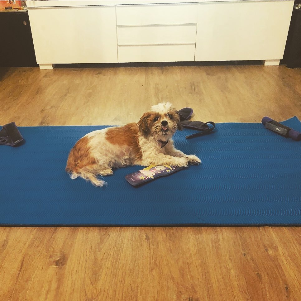 Mein Platz wurde besetzt😳😒 streckt sie mir da etwa die Zunge raus..??🤪 #rominapower #hund #thitzu #t