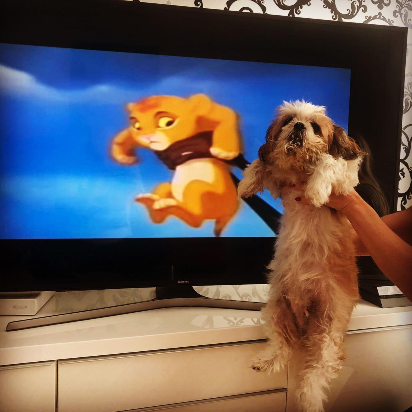 Naja, manchmal hält sie sich wirklich für den König der Tiere (und Menschen ) 😂😂😂#königderlöwen #rom