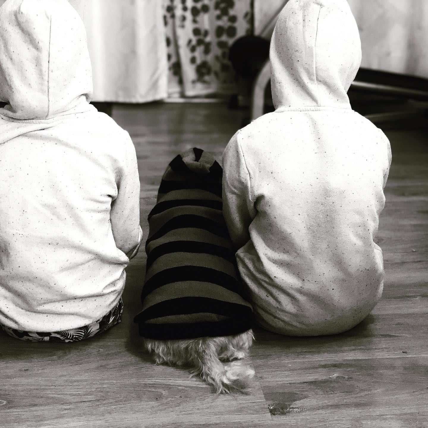 Wie steht ihr zu Tieren? Also unsere 14 jährige Hündin, ist ein totaler Familienmitglied! #hund #dog