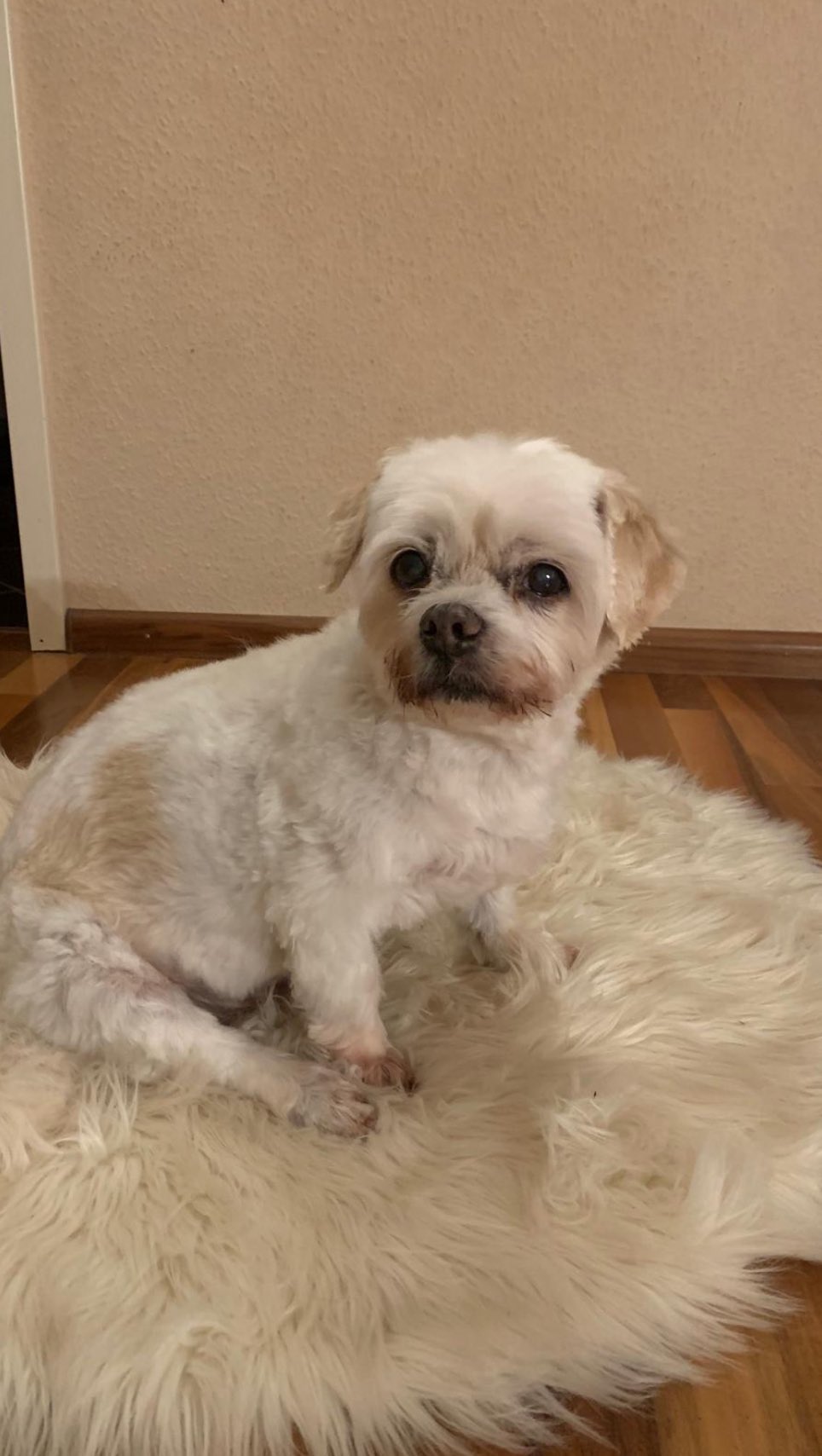 „Ein Hund weiß nicht, wie man Liebe schreibt, aber er weiß, wie man sie täglich zeigt. 

Habt ihr au